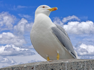 Seagull on rest isolated on background sky