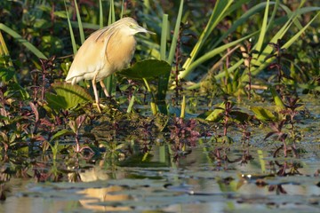 Squacco Heron (Ardeola ralloides)