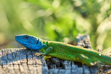 Emerald lizard on a stump