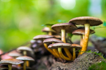 Brown mushrooms in the forest