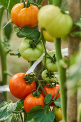 Homegrown tomatoes in the greenhouse