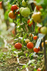Homegrown tomatoes in the greenhouse