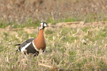 Red Breasted Goose (Branta ruficollis)