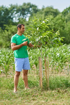 Caucasian farmer by his walnut trees