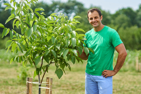 Caucasian farmer by his walnut trees