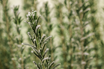 Closeup of a branch in a rosemary bush (Rosmarinus officinalis) covered with hoarfrost, light background. Shallow depth of field.