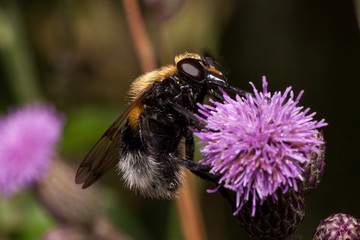 Bee is gathering nectar from a thistle flower. Animals in wildlife.