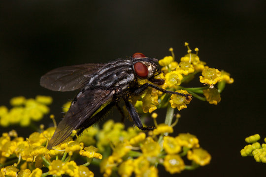 Housefly is sitting on a small yellow flowers. Animals in wildlife.