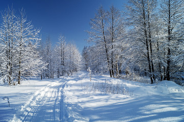 Track left by skis in beautiful wood in winter