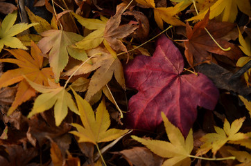Autumn Leaves