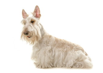 White scottisch terrier seen from the side isolated on a white background