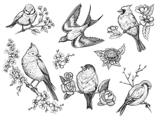 Photo sur Plexiglas Pour elle Oiseaux illuatrations dessinés à la main dans un style vintage avec des fleurs de printemps.