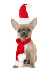 Cute sitting chihuahua puppy dog looking at camera wearing a red and white christmas scarf and hat on a white background