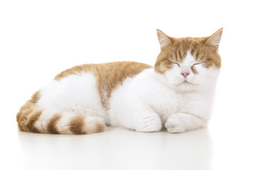 Red and white british shorthair cat seen from the side sleeping with eyes closed on a white background