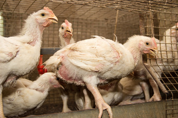 White chickens at the poultry farm. The production of white meat