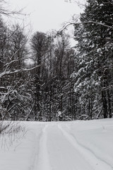 Snow-covered country road in the winter pine forest