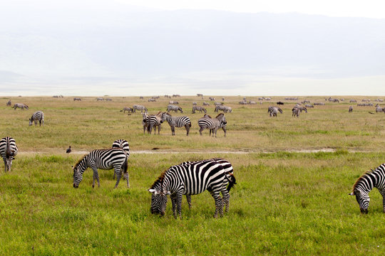 African Zebra Herd