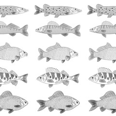 Popular river fish. The fish are drawn parallel to each other. Pike, pike perch, crucian carp, carp, perch. Sketch, pattern, vector illustration.