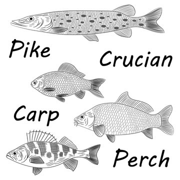 Drawing of a sketch of a river fish on a white background. Pike, crucian carp, carp, perch. Vector illustration