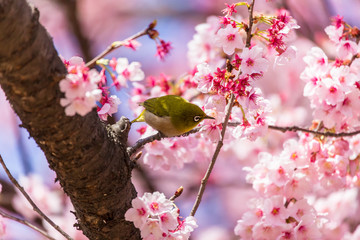 The Japanese White-eye.The background is cherry blossoms(Japanese name is Kanzakura). Located in Tokyo Prefecture Japan.