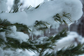 ice on a tree branch