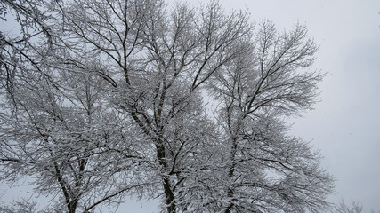 Fototapeta na wymiar Snow winter landscape