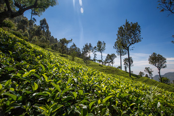     Beautiful green tea plantation in Sri Lanka 

