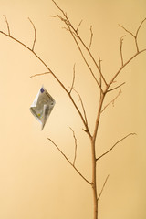Conceptual image of a dry money tree with only one bill left