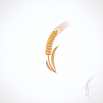 Ears of wheat and rye set. Vector