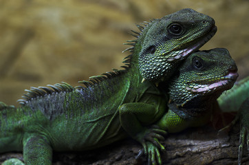 lizard