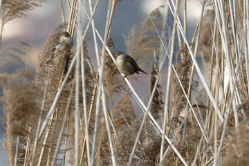 two Italian sparrows in the canebrake of the lake
