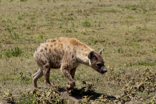 Brown Spotted Hyena