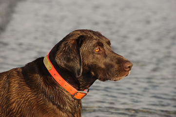 Chocolate Labrador Retriever outdoor portrait against sand
