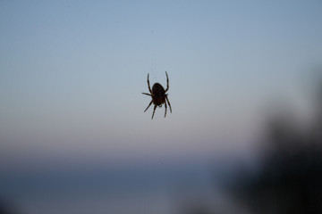 Small spider hanging on transparent web