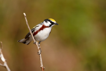 Chestnut-sided Warbler