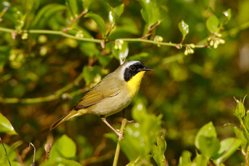 Common Yellowthroat
