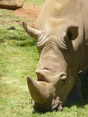 Fototapeta premium rhino 