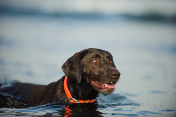 Chocolate Labrador Retriever dog outdoor portrait swimming in blue water