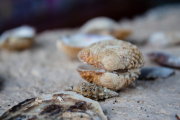 Valuable sea shell and slime conch