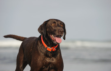Chocolate Labrador Retriever dog outdoor portrait at beach