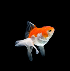Goldfish isolated on black background