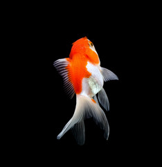 Naklejka premium Goldfish isolated on black background