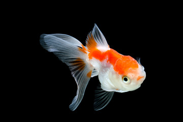 Goldfish isolated on black background