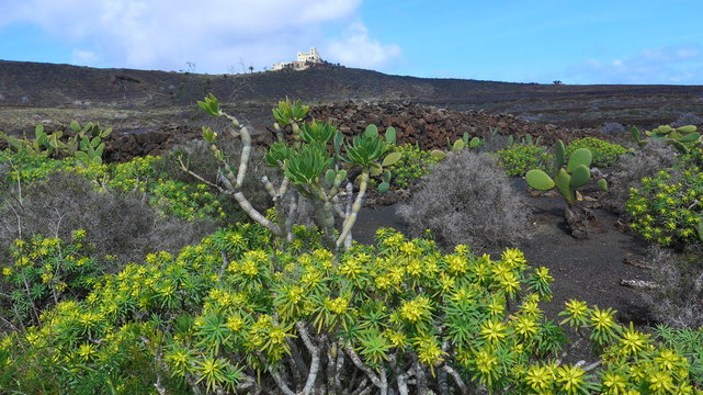 Sch&ouml;ne Natur auf Lanzarote. Stumpfbl&auml;ttrige Wolfsmilch (Euphorbia obtusifolia)