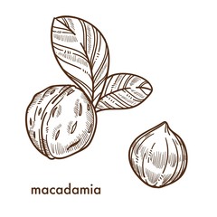 Whole macadamia nuts in shell with small leaves