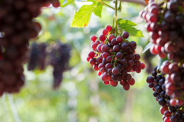 vine grapes at harvest
