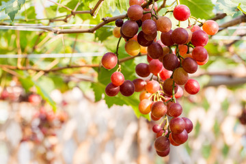 vine grapes at harvest