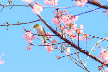 White-Eye Bird on Cherry Blossom and Sakura