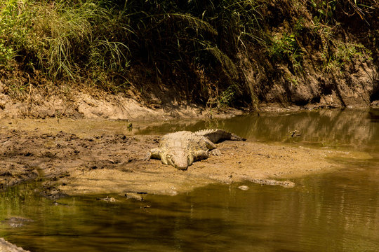 African Nile Crocodile on Sandbank