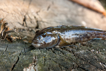 Freshwater bullhead fish or round goby fish just taken from the water on wooden background.